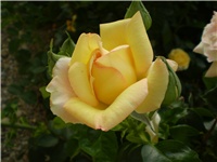 0ecd4965-Picture 2801.jpg